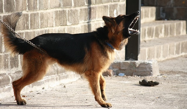 Find your Tampa dog bite lawyer at Hancock Injury Attorneys