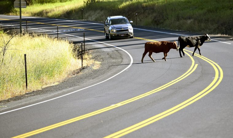Injured by Livestock in Florida: Here&rsquo;s What You Need To Know From Hancock Injury Attorneys